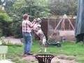 Great Dane Eppe