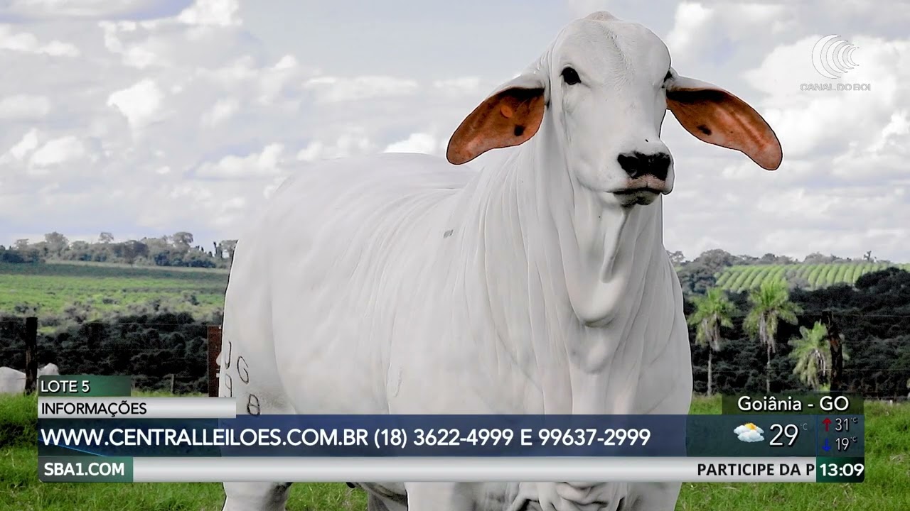 Leilão TJG Experience hoje às 20h no Canal do Boi