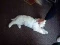 Mini Labradoodle Puppy Training