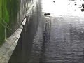 Beaver Under Bridge Beaver Under Bridge