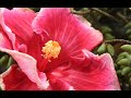 Orqu�deas, p�jaros y flores 2007