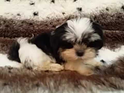 So cute and great markings- Mal-shih puppy!