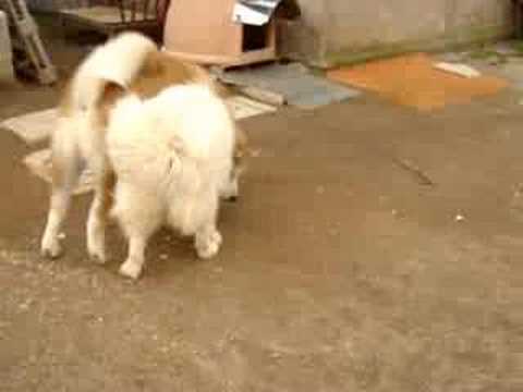 Akihito 6 month (Akita Inu)