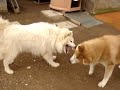 Akihito 6 month (Akita Inu)