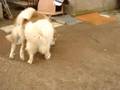 Akita Inu video