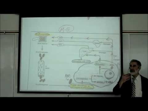liver - In this Video-Lecture, Professor Fink presents the functional anatomy of the Liver, the Gallbladder and the Pancreas. Included in the description of the Live...