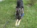 Shakti: Novice Trick Dog - Movie with 26 tricks