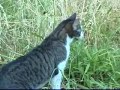 smokey-the-sweetest-kitty-adopted-updated-2007-noahs-kingdom-humane-society.html