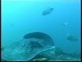 Aliwal Shoal \"Eels Skins Reef\" Tiger Shark Dive Aliwal Shoal \"Eels Skins Reef\" Tiger Shark Dive