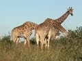 kruger