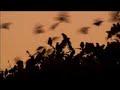 devastating-swarms.html