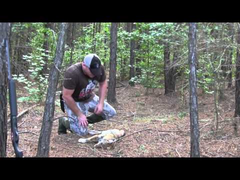 how to locate coyotes