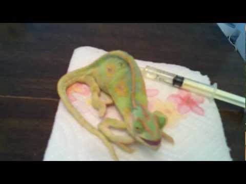 how to cure mbd in chameleons