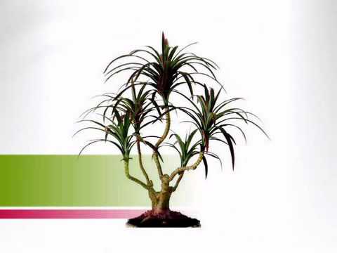 how to replant dracaena marginata