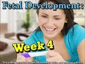 Week by week pregnancy - Week 4