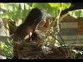 embera indigenous people of choco   secrets of choco clip 