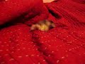 Thor at the New York Hamster House