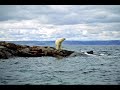 global warming polar bears tonite i wanna cry