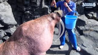 次の動画へ