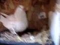 2 young white racers under mom