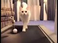 Funny cat