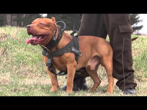 how to properly train a pitbull