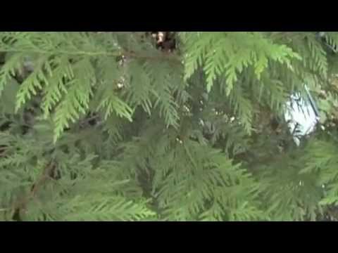how to fertilize red cedar tree