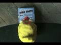 videos de birdfacts_final.avi