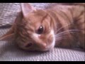 Garfield-lam