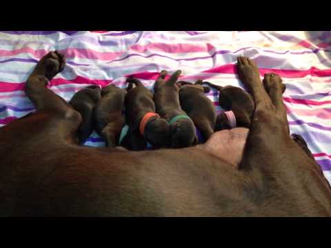 AKC Chocolate labrador puppies trailer