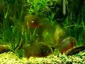 piranhas attack