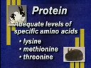 What amount of protein does a doe need if she has just had a litter?