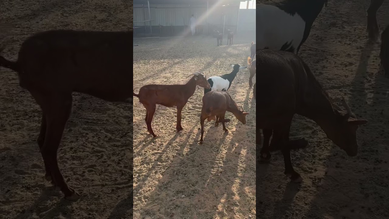 Caprinos sauditas #irrigacao
