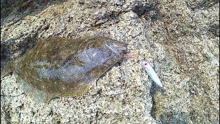 ムーチョ・ルチアでヒラメ釣り