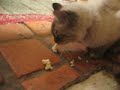 Puff Dadday, my cat, eats popcorn ! Puff Dadday, my cat, eats popcorn !