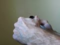 Gripper Setting Technique - Part 1 of 2