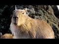 Capybara Lounges Under Hot Shower