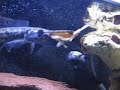 freashwater carnivorous Alligator gar fish in my 110 gallon aquiarium.