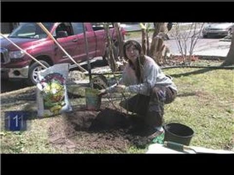 how to transplant a small apple tree