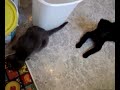 video-2010-03-20-13-15-24
