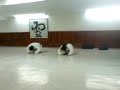 ensayos de exibicion de darling