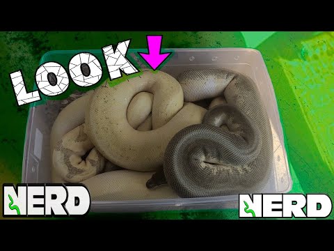YouTube reptile video