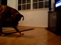 My silly boxer puppy Sluggo thinks he can catch it