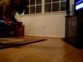 My silly boxer puppy Sluggo thinks he can catch it