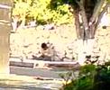 estudiantina cuernavaca en accion-borrachin2