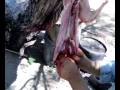 Bunny Killer 2 conejo p comer (ahora el blanco)