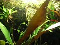 Fantasticus vivarium