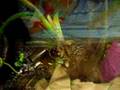 Fantasticus vivarium