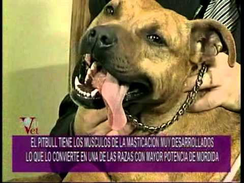 american pitbull