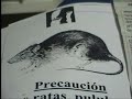 Las ratas de Palos Blancos son la leche de grande